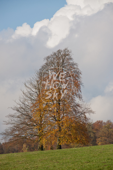 Herbstsolitär