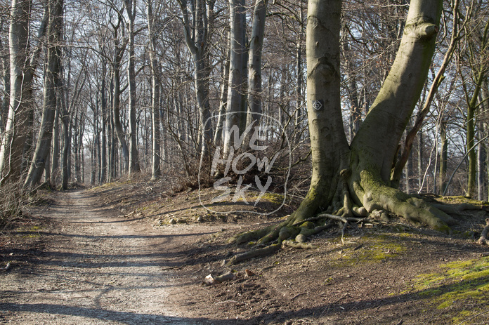 Waldweg im Buchenwald