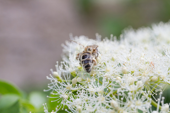 Biene auf Kletterhortensie