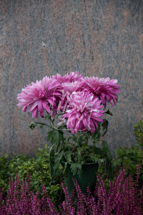 Dahlien vor Grabstein