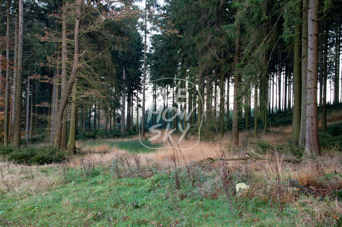Herbstnadelwald