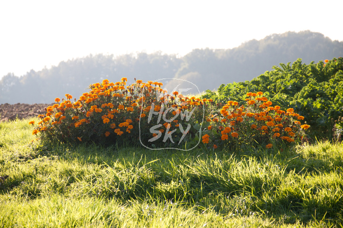 Blumenbeet