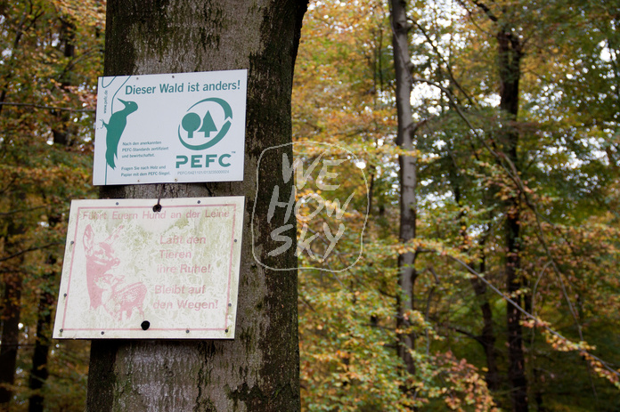 Herbstwald