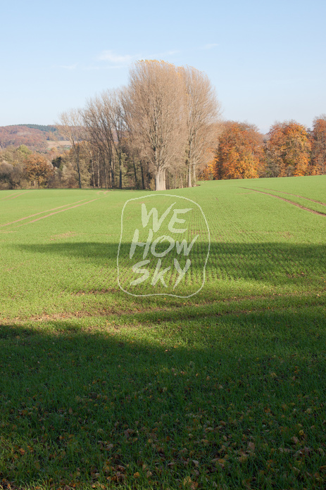 Kahle Bäume vor Herbstwald