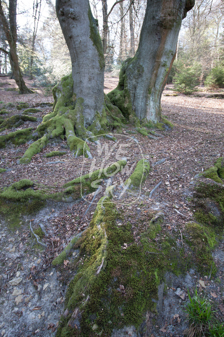 Bäume am Teich