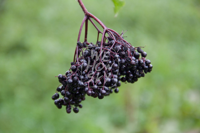 Holunderbeeren
