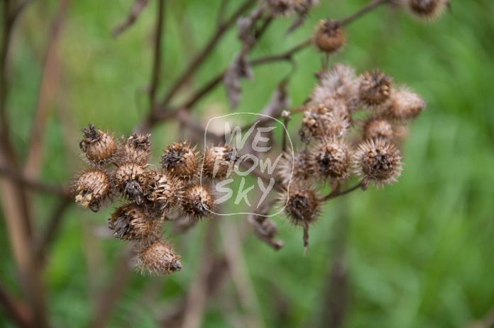 Trockene Distel