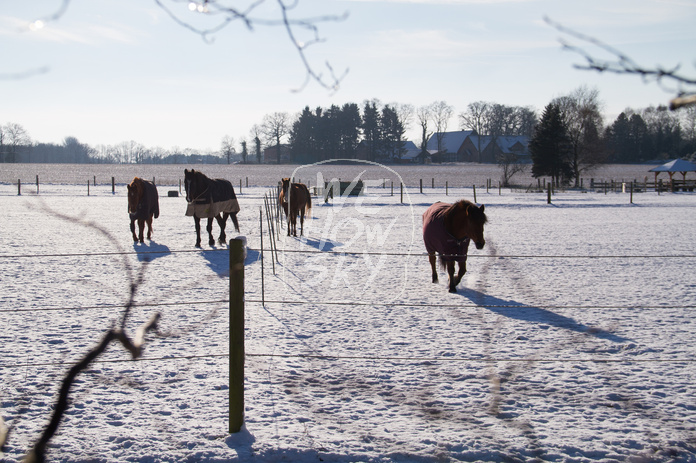 Pferde im Schnee