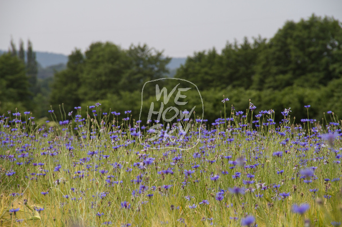 Kornblumen im Gerstenfeld