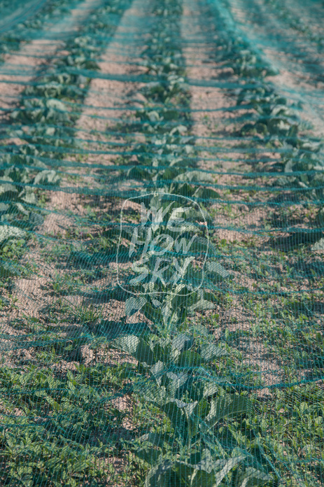 Abgedecktes Kohlrabifeld