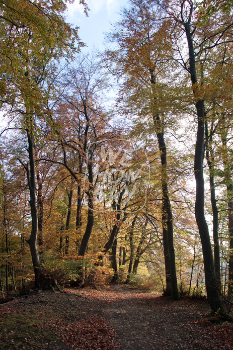 Buchenherbstwald