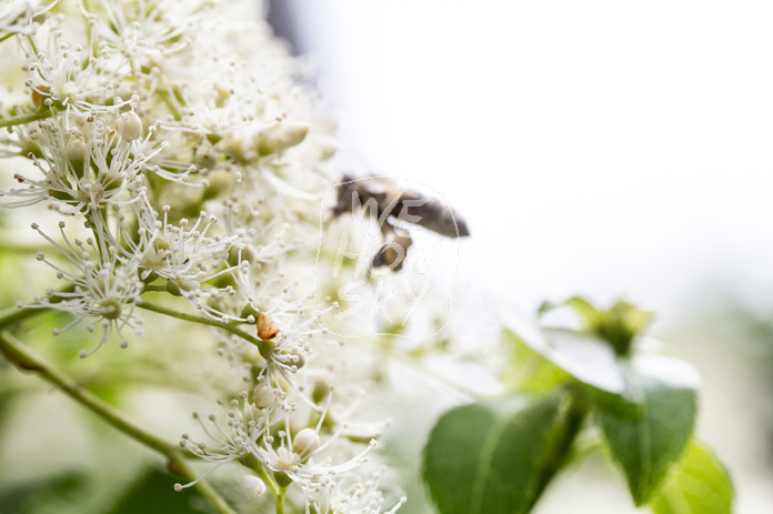 Biene auf Kletterhortensie