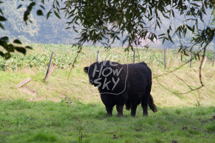 Gallowayrinder