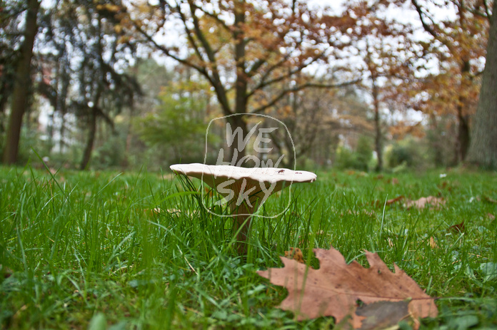 Pilze auf Friedhof