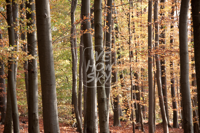 Buchenherbstwald