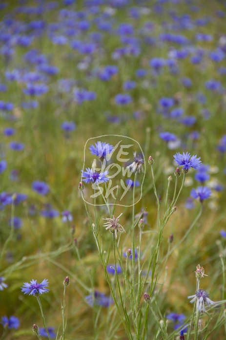 Kornblumen im Gerstenfeld
