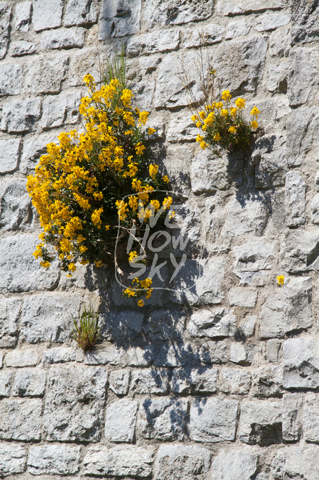 Sparrenburg