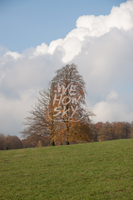 Herbstsolitär