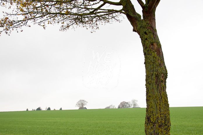 Horizontlinie und einzelner Baum