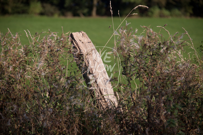 Holzpfosten