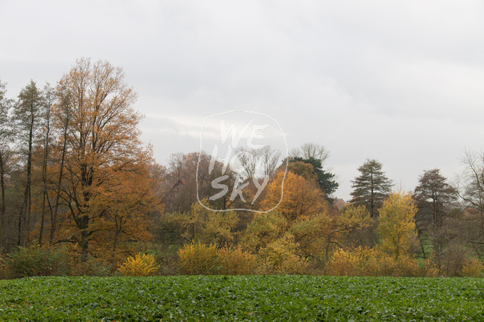 Herbstbäume