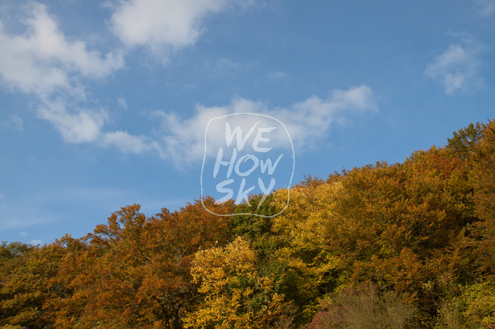 Herbstwald
