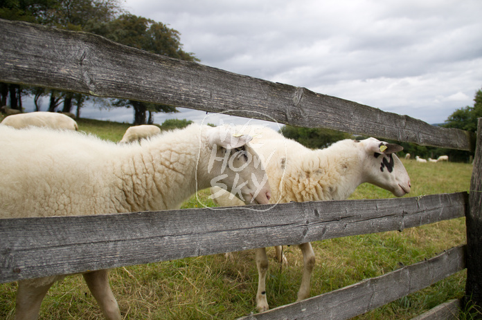Schafe auf Weide