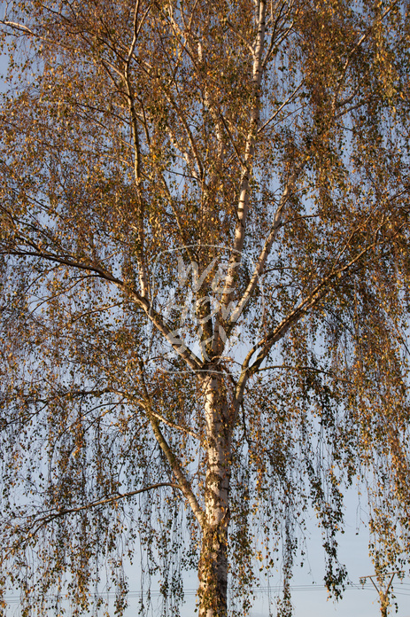 Herbstbirke