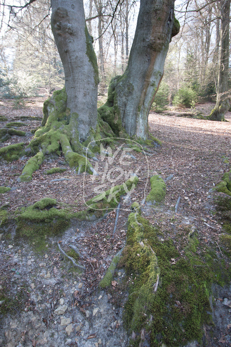 Bäume am Teich