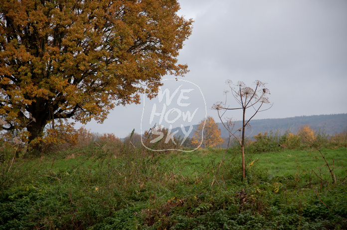 Einzelner Herbstbaum