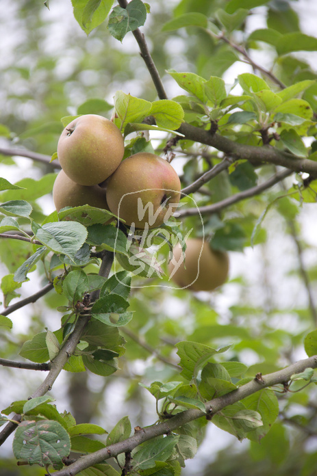 Äpfel