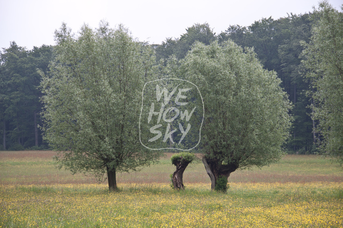 Kopfweiden