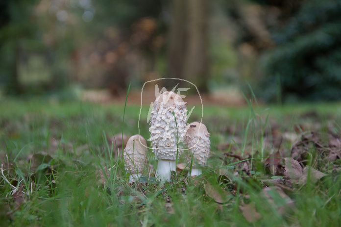Pilze auf Friedhof