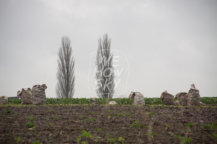 Pyramidenpappeln am Horizont