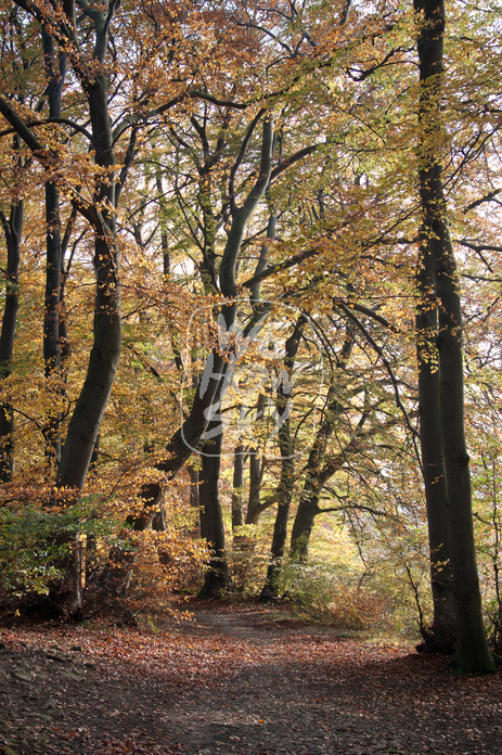 Buchenherbstwald