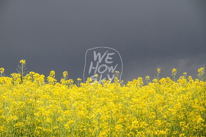 Rapsfeld vor Gewitter