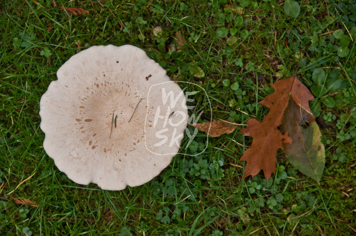 Pilze auf Friedhof