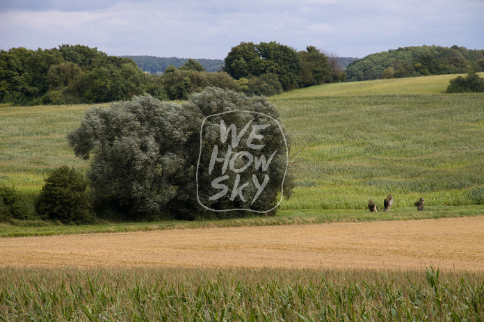 Wind im Wäldchen