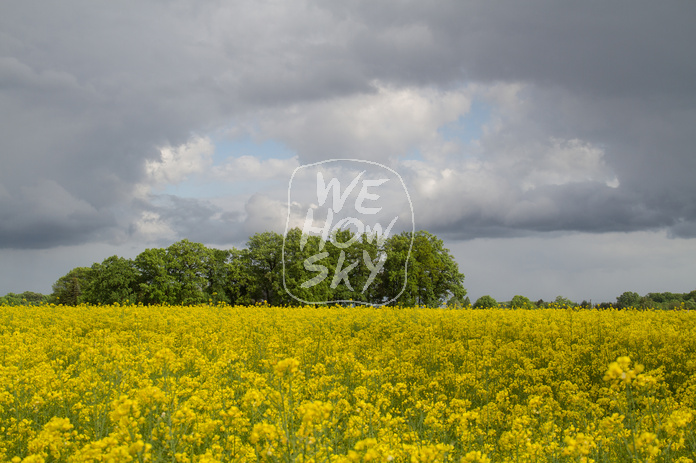 Rapsfeld vor Gewitter