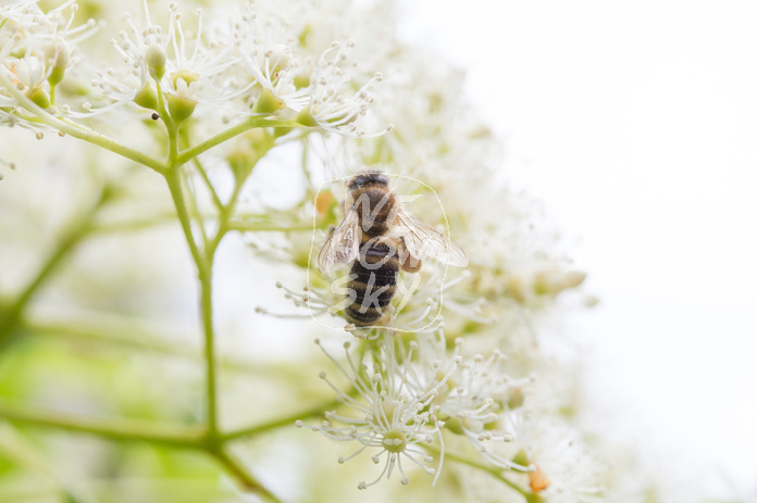 Biene auf Kletterhortensie