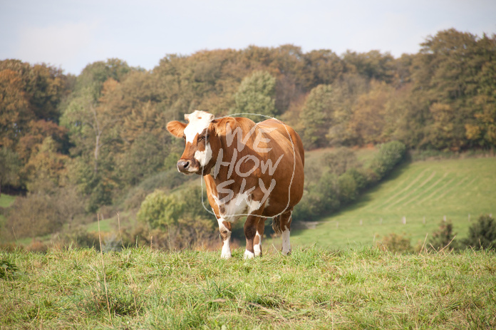 Milchkühe auf einem Hügel