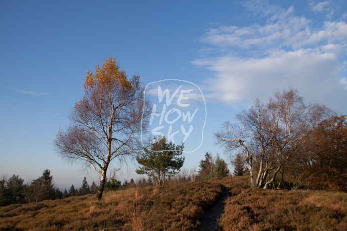 Birke vor blauem Himmel