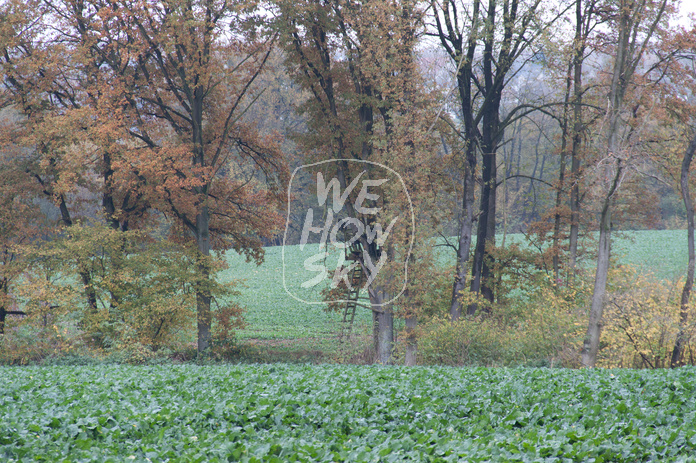 Herbstbuchen