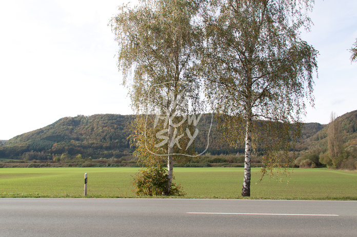 Birke vor Wintergerste