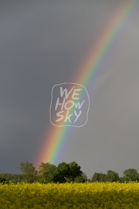 Regenbogen hinter Rapsfeld