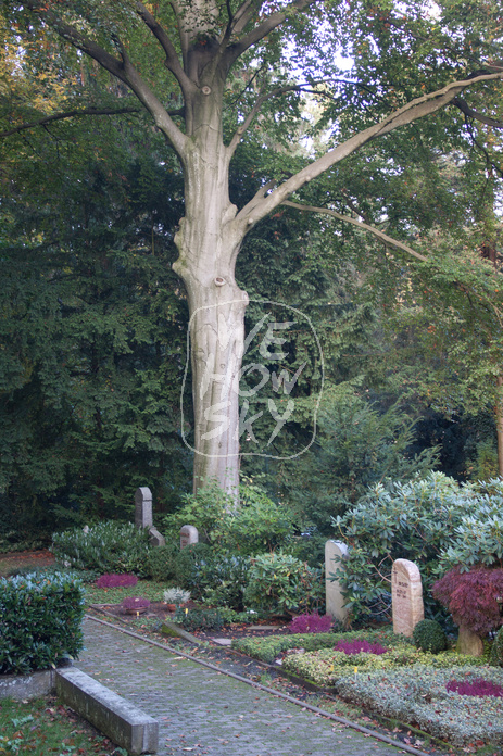 Großer Friedhofsbaum