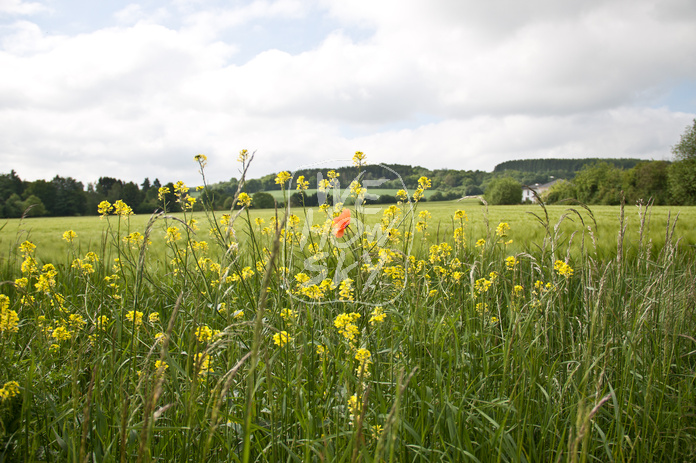 Maisblüten