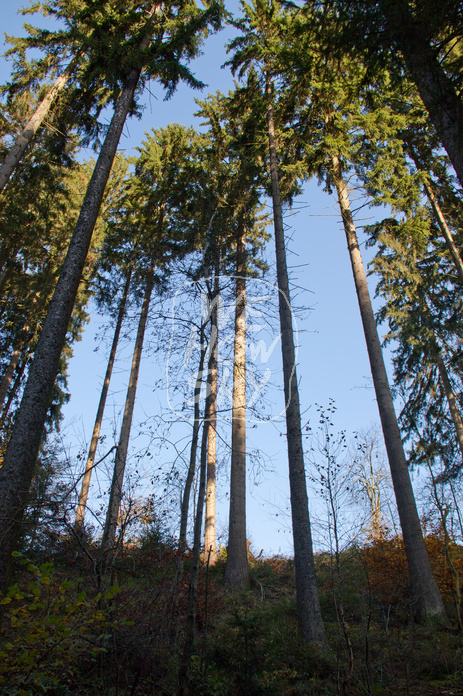 Nadelbäume vor blauem Himmel