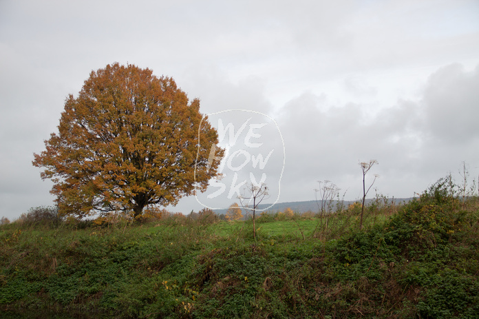 Einzelner Herbstbaum