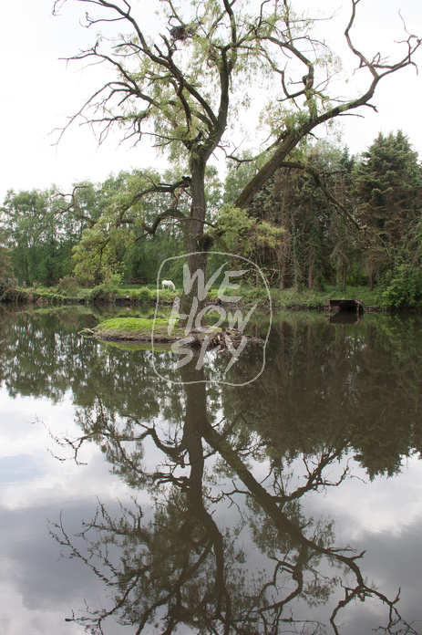Schimmel hinter Teich